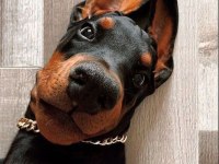 Hırslı Doberman yavrular