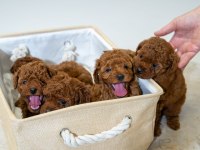 5 tane miniş toy poodle