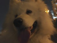 SAMOYED SÜS KÖPEĞİ 9 AYLIK