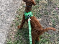 Uygun fiyat toy poodle kızıl