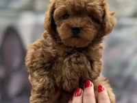 Kore Red Dişi Poodle