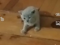British shorthair dişi ve erkek yavru
