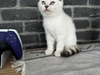 British shorthair yavrularımız