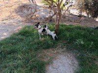 Üst düzey bir yaşında dişi 3 yaşında erkek köpeğimiz