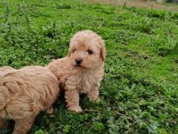 Maltipoo Bebekler