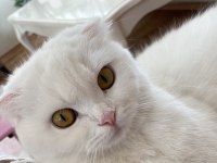 3 yaşında scottish fold