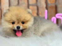 full şecereli ayıcık yüzlü pomeranian Boo