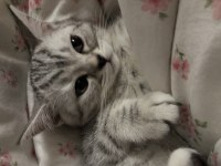 BEYAZ SİLVER TABBY BRİTİSH SHORTHAİR