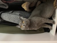 British shorthair kedimizi ücretsiz sahiplendirme