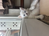 40 günlük yavru british shorthair