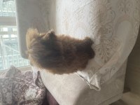 Poodle Tatlı Bıdık Aresim