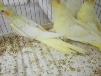 Sultan Papağanı Yeni Yeme Düşmüş Bebekler