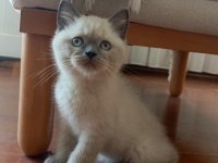 Blue point dişi british shorthair