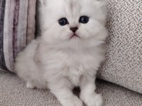 Kar Beyazı British Longhair Yavrular