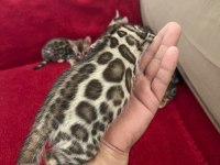 Show class bengal kedisi bebekler
