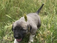 Sivas Kangalı Köpeklerimiz