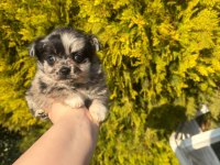 A++ Kalitede Chihuahua Yavrumuz