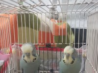 Jumbo Muhabbet Kuşu İki Adet Erkek