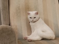 Çok uysal 5 aylık erkek british shorthair