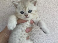 British shorthair