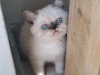 2 aylık erkek blue point yavrumuz yeni yuvasını arıyor