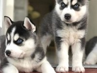 HUSKY SİBİRYA YAVRULARI