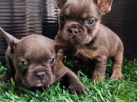 Egzotik French Bulldog Bebekler