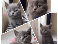 Bizde geldik - british shorthair kediler