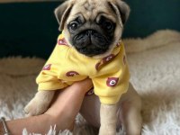 Üst kalite Pug Dişi