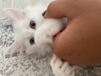 British longhair