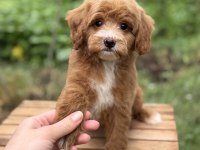 PARTY COLOUR ERKEK ÜST DÜZEY MALTİPOO