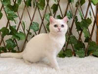 Golden NY1233 Dişi British Shorthair