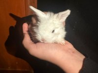Mini lop tavşanı yavruları