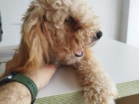 Aprikot Dişi 8 Aylık Poodle