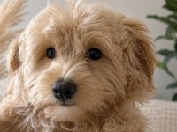 Minik Maltipoo Oğlum