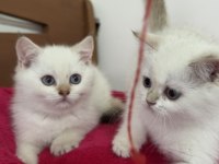 Karbeyaz mavi gözlü british shorthair yavrularımız