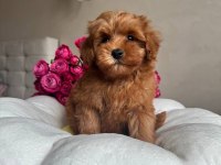 Maltipoo red yavrumuz