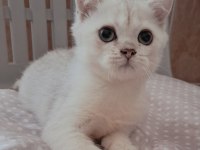 British Shorthair Erkek
