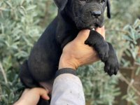 Safkan Cane Corso