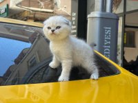 KOCA KAFA KEDİLERİMİZ AA KALİTE SAFKANDIR