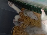 Yavru Ratlar