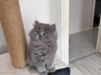 Scottish fold long hair yavrularım