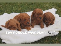 Üst Kalite Toy Poodle Yavruları