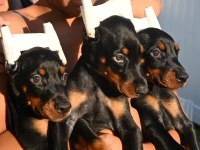 Izin belgeli üretim çiftliğinden doberman kapıda öde