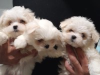 Ev Üretimi Safkan Maltese Terrier Kore Kan Yavrularım
