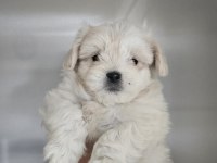 Maltese terrier minik köpekler