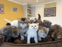 KEDİCİDEN BRITIS LONGHAIR NS1133 ÖZEL IRK YAVRULAR ANK