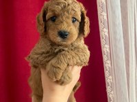 Teslime Hazır Toy Poodle