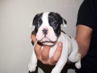 50 günlük Maskeli French Bulldog Oğlumuz