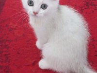 Scottish fold oğlumuza yuva arıyoruz
